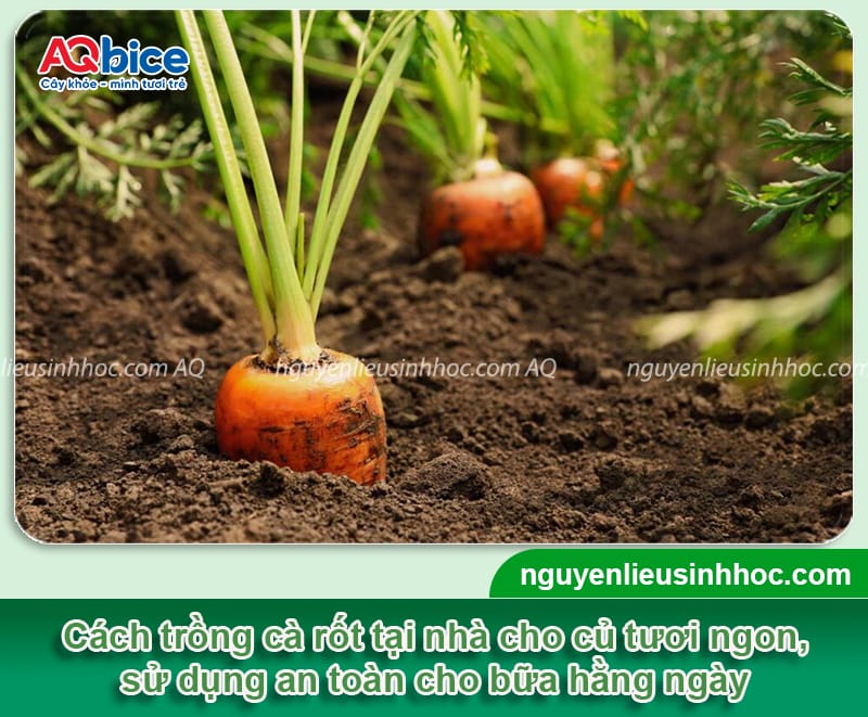 Bí quyết cách trồng cà rốt ra củ to, đạt năng suất cao