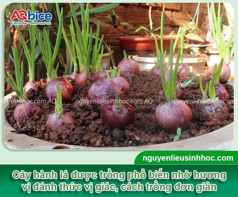 Cách trồng hành lá bằng củ đơn giản tại nhà, nhanh thu hoạch