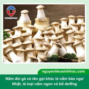 Quy trình chăm sóc và trồng nấm đùi gà đúng kỹ thuật