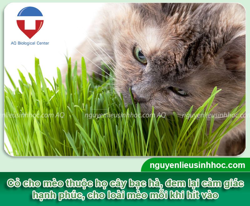 Cỏ cho mèo là gì? Tác dụng và Cách trồng cỏ mèo tại nhà