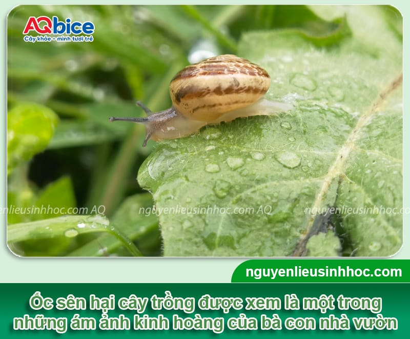 Ốc sên hại cây trồng ra sao? Cách xử lý tận gốc, triệt để