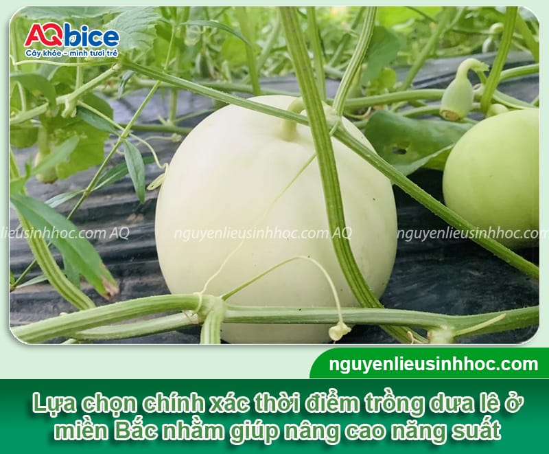Thời vụ trồng dưa lê ở miền Bắc: Hướng dẫn từ A đến Z
