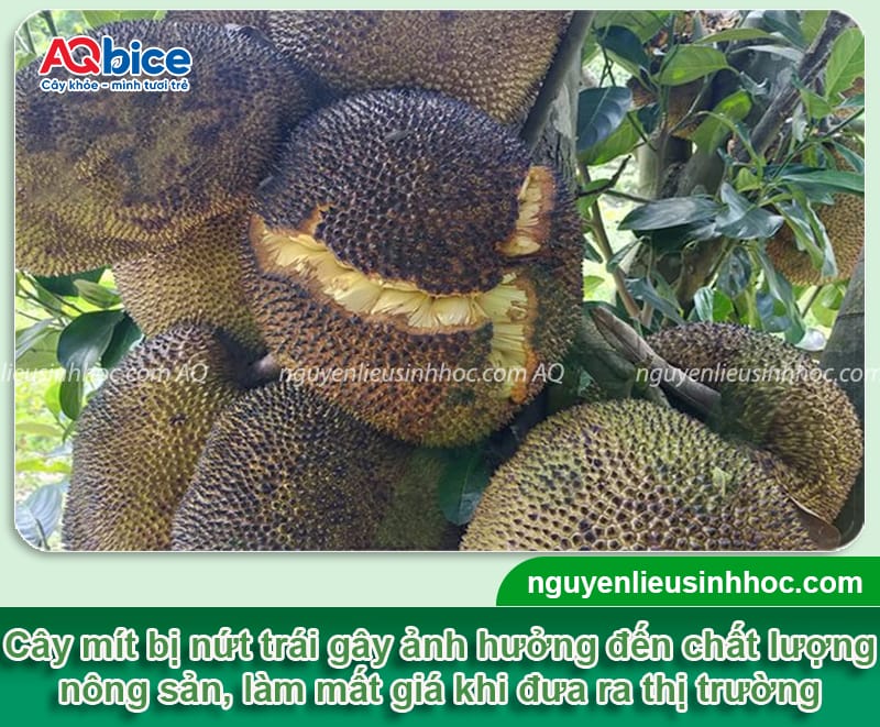 Mít bị nứt trái nguyên nhân do đâu? Cách xử lý hiệu quả 1 Mít bị nứt trái nguyên nhân do đâu? Cách xử lý hiệu quả