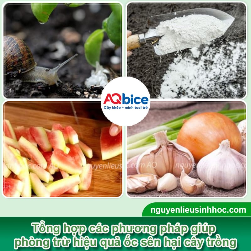 Ốc sên hại cây trồng ra sao? Cách xử lý tận gốc, triệt để