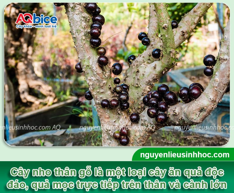 Cách trồng nho thân gỗ và chăm sóc nhanh lớn, mau ra trái