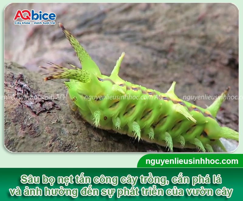Sâu bọ nẹt: Nhận biết và phòng trừ dứt điểm, hiệu quả nhanh
