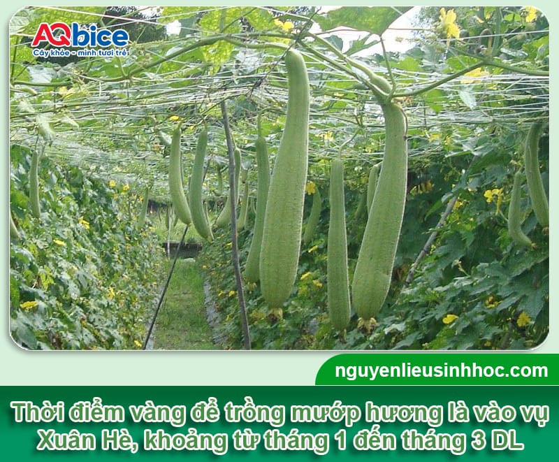 Trồng mướp vào tháng mấy để sai quả, đạt năng suất cao