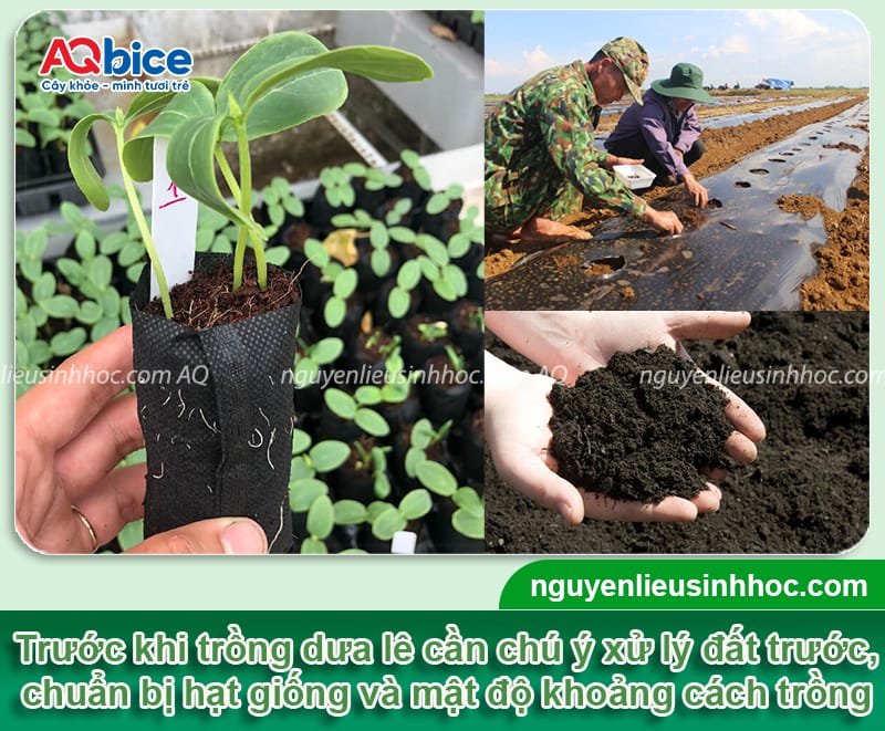 Thời vụ trồng dưa lê ở miền Bắc: Hướng dẫn từ A đến Z 3 Thời vụ trồng dưa lê ở miền Bắc: Hướng dẫn từ A đến Z