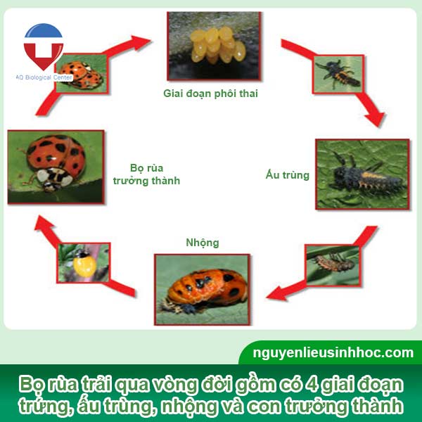 Vòng đời của bọ rùa phát triển qua từng giai đoạn