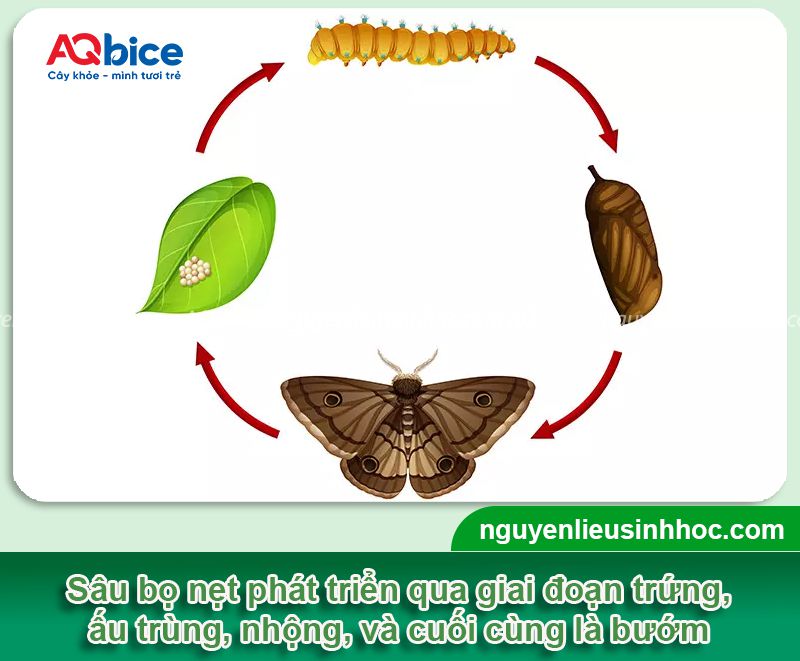 Sâu bọ nẹt: Nhận biết và phòng trừ dứt điểm, hiệu quả nhanh 2 Sâu bọ nẹt: Nhận biết và phòng trừ dứt điểm, hiệu quả nhanh