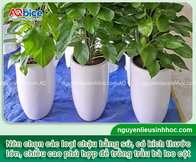 Cách trồng trầu bà leo cột tại nhà và Ý nghĩa phong thủy 3 Cách trồng trầu bà leo cột tại nhà và Ý nghĩa phong thủy