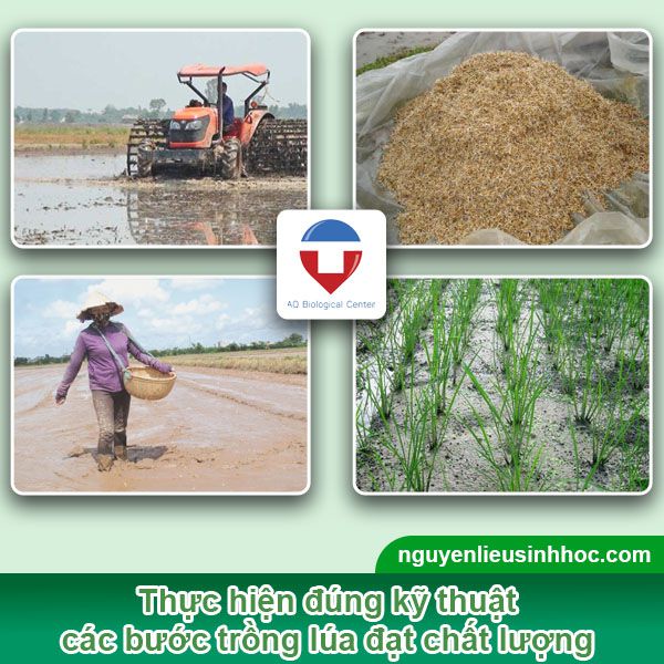 Cách trồng và chăm sóc cây lúa đúng kỹ thuật, năng suất cao