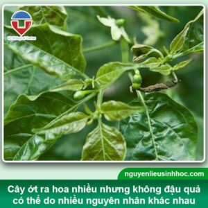 Ớt ra hoa nhưng không đậu quả là do đâu? Cách khắc phục