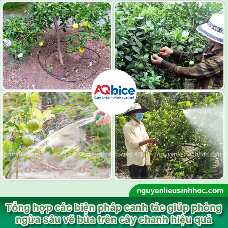Xử lý dứt điểm sâu vẽ bùa trên cây chanh giúp cây xanh tốt