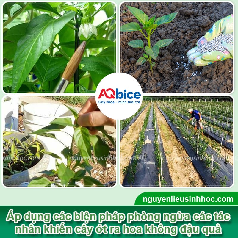 Ớt ra hoa nhưng không đậu quả là do đâu? Cách khắc phục 3 Ớt ra hoa nhưng không đậu quả nguyên nhân là do đâu? Biện pháp khắc phục cho cây ớt ra hoa đồng loạt, chống rụng hoa, tăng tỷ lệ đậu quả, lớn trái.