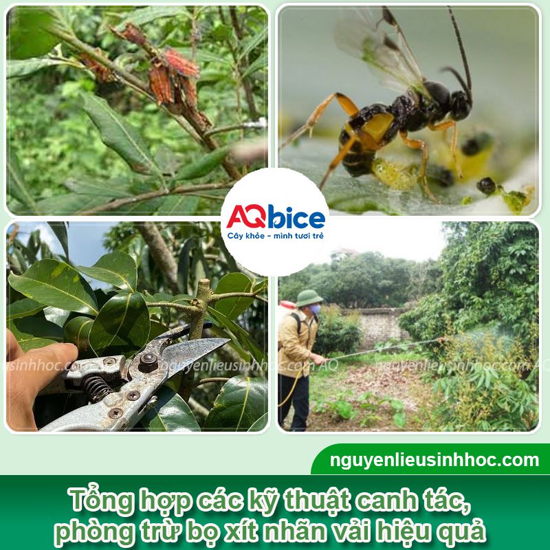 Bọ xít hại nhãn vải: Nhận biết và Cách phòng trừ dứt điểm 5 Bọ xít hại nhãn vải: Nhận biết và Cách phòng trừ dứt điểm