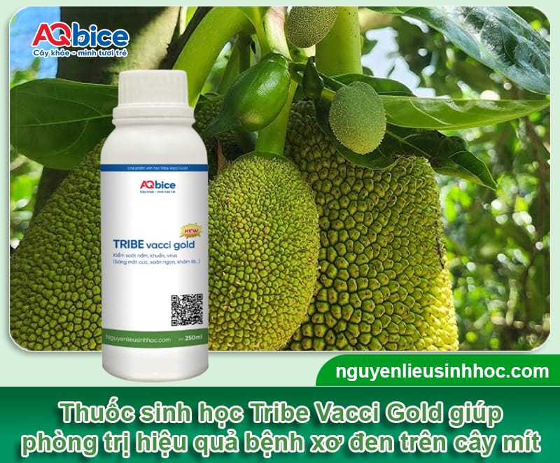 Bệnh xơ đen trên mít: Nguyên nhân và Cách xử lý hiệu quả 4 Bệnh xơ đen trên mít: Nguyên nhân và Cách xử lý hiệu quả