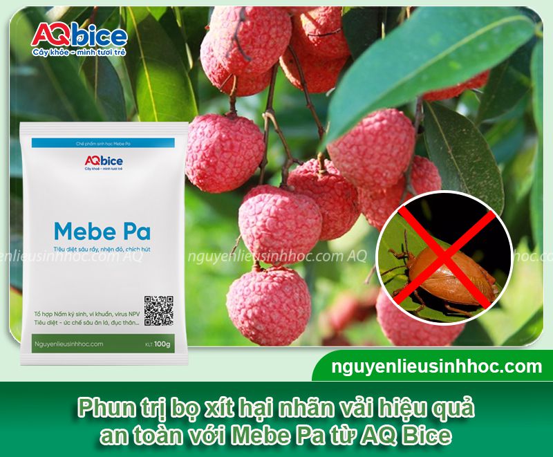 Bọ xít hại nhãn vải: Nhận biết và Cách phòng trừ dứt điểm 6 Bọ xít hại nhãn vải: Nhận biết và Cách phòng trừ dứt điểm