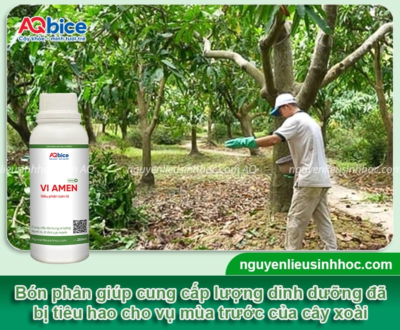 Cách chăm sóc cây xoài sau khi thu hoạch nhanh phục hồi 4 Cách chăm sóc cây xoài sau khi thu hoạch nhanh phục hồi