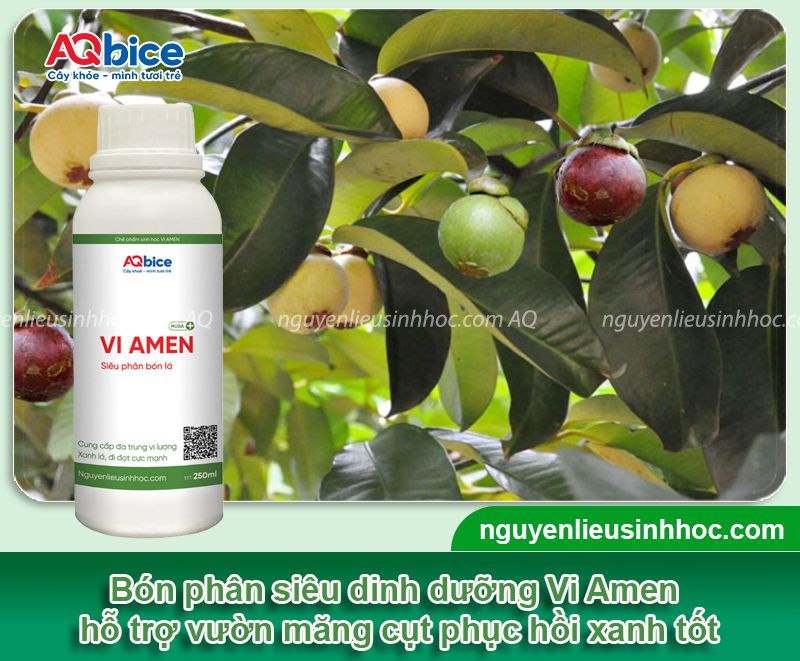 Chăm sóc măng cụt sau thu hoạch giúp cây mau phục hồi 9 Chăm sóc măng cụt sau thu hoạch giúp cây mau phục hồi