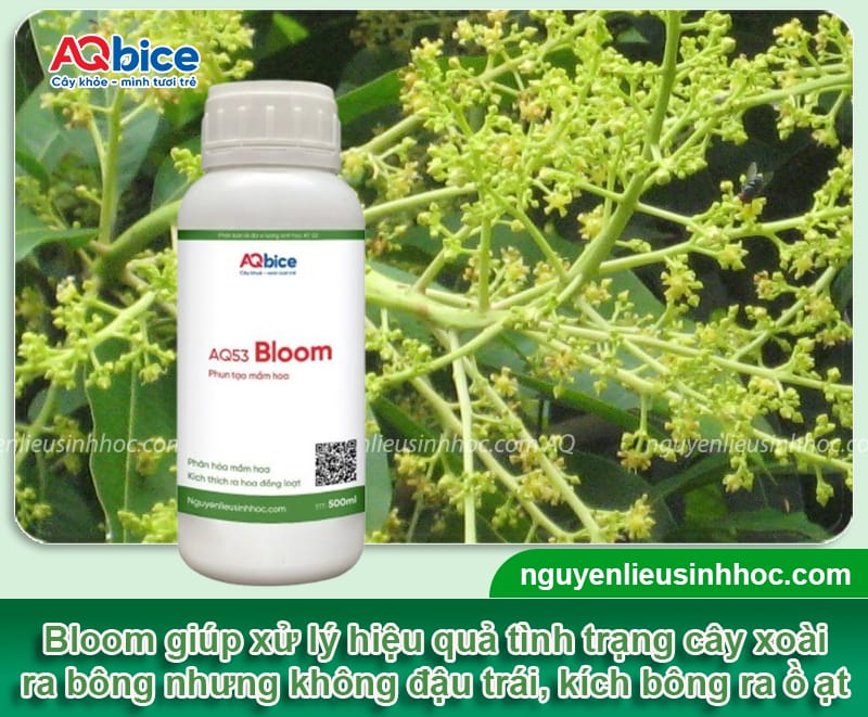 Xoài ra hoa nhưng không đậu quả đâu là nguyên nhân chính?