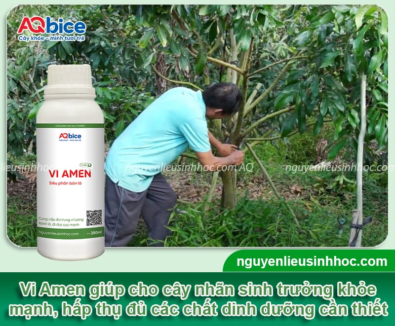 Chăm sóc nhãn sau thu hoạch giúp cây mau phục hồi 4 Chăm sóc nhãn sau thu hoạch giúp cây mau phục hồi