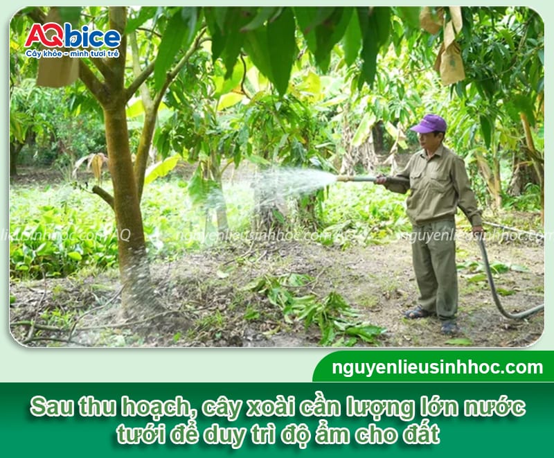 Cách chăm sóc cây xoài sau khi thu hoạch nhanh phục hồi