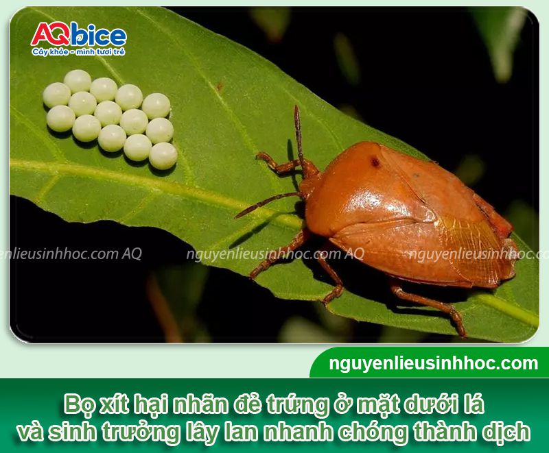 Bọ xít hại nhãn vải: Nhận biết và Cách phòng trừ dứt điểm 3 Bọ xít hại nhãn vải: Nhận biết và Cách phòng trừ dứt điểm