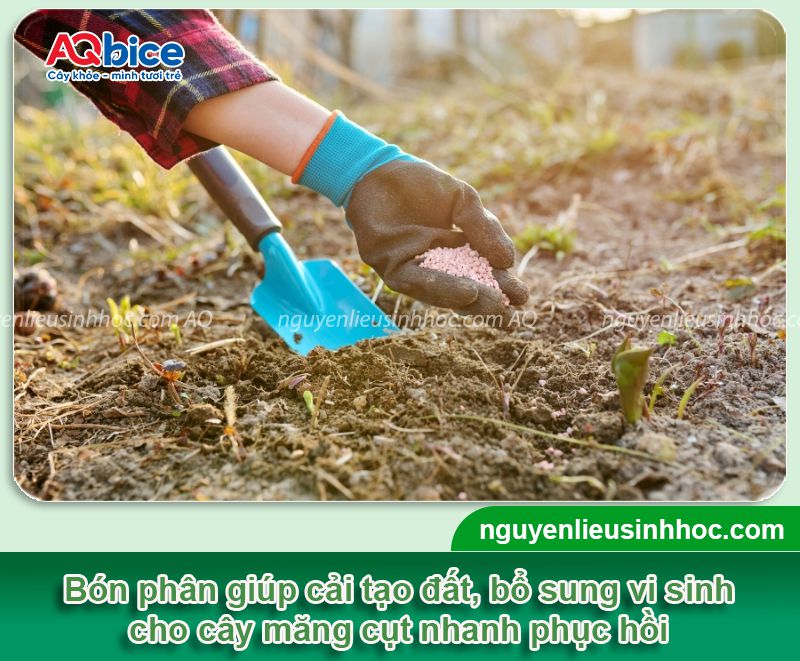 Chăm sóc măng cụt sau thu hoạch giúp cây mau phục hồi 4 Chăm sóc măng cụt sau thu hoạch giúp cây mau phục hồi