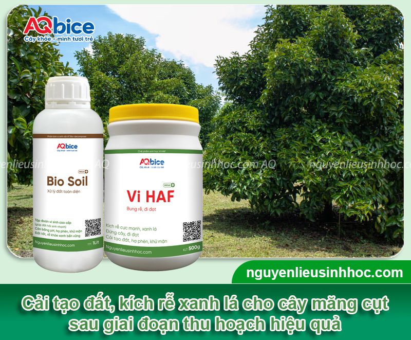 Chăm sóc măng cụt sau thu hoạch giúp cây mau phục hồi 10 Chăm sóc măng cụt sau thu hoạch giúp cây mau phục hồi