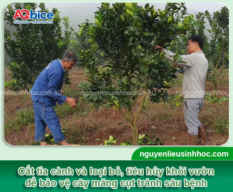 Chăm sóc măng cụt sau thu hoạch giúp cây mau phục hồi 6 Chăm sóc măng cụt sau thu hoạch giúp cây mau phục hồi