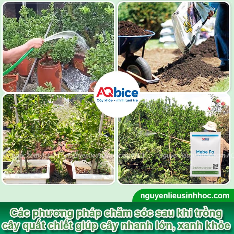 Hướng dẫn cách chiết cây tắc thành công 100%, mau ra trái