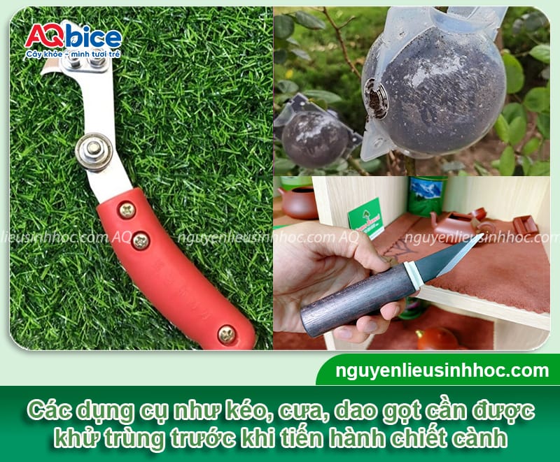 Hướng dẫn cách chiết cây tắc thành công 100%, mau ra trái