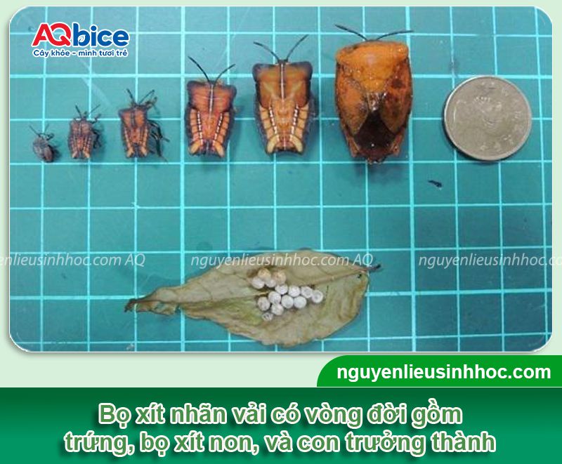 Bọ xít hại nhãn vải: Nhận biết và Cách phòng trừ dứt điểm 2 Bọ xít hại nhãn vải: Nhận biết và Cách phòng trừ dứt điểm