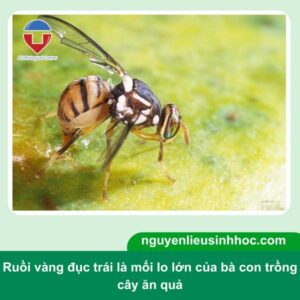 Cách trị ruồi vàng đục trái nhanh, hiệu quả và an toàn