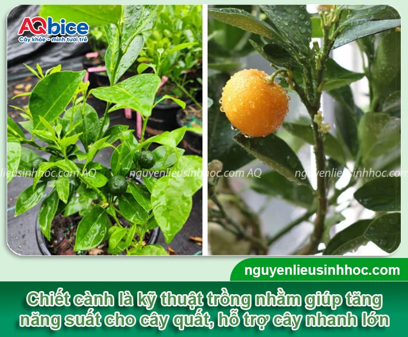 Hướng dẫn cách chiết cây tắc thành công 100%, mau ra trái