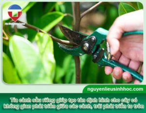 Cách tỉa cành sầu riêng tạo tán, phục hồi từng giai đoạn