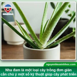 Hướng dẫn trồng nha đam trong chậu, cây lô hội lớn nhanh