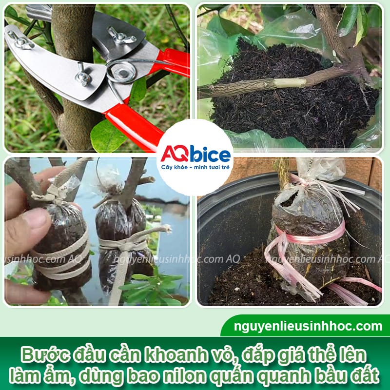 Hướng dẫn cách chiết cây tắc thành công 100%, mau ra trái