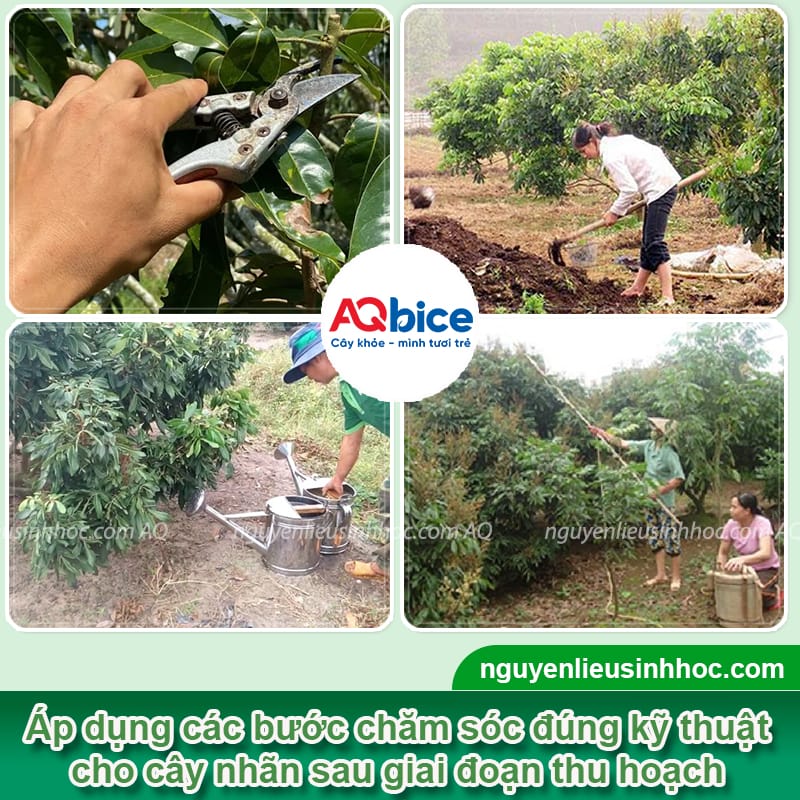 Chăm sóc nhãn sau thu hoạch giúp cây mau phục hồi 3 Chăm sóc nhãn sau thu hoạch giúp cây mau phục hồi