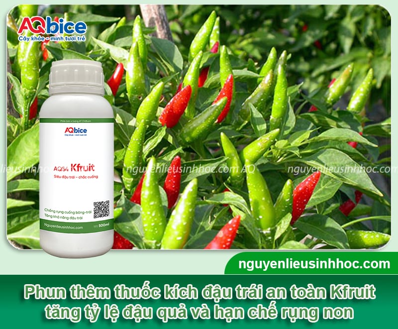 Ớt ra hoa nhưng không đậu quả là do đâu? Cách khắc phục 6 Ớt ra hoa nhưng không đậu quả nguyên nhân là do đâu? Biện pháp khắc phục cho cây ớt ra hoa đồng loạt, chống rụng hoa, tăng tỷ lệ đậu quả, lớn trái.