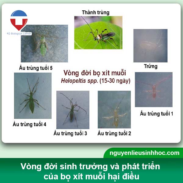 Cách phòng trừ bọ xít muỗi hại điều hiệu quả, không độc hại
