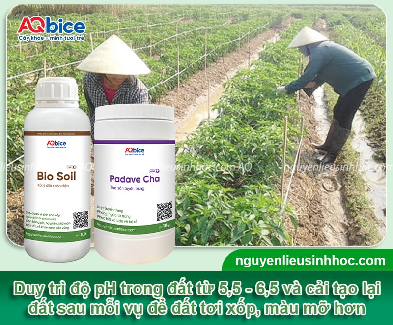 Ớt ra hoa nhưng không đậu quả là do đâu? Cách khắc phục 4 Ớt ra hoa nhưng không đậu quả nguyên nhân là do đâu? Biện pháp khắc phục cho cây ớt ra hoa đồng loạt, chống rụng hoa, tăng tỷ lệ đậu quả, lớn trái.