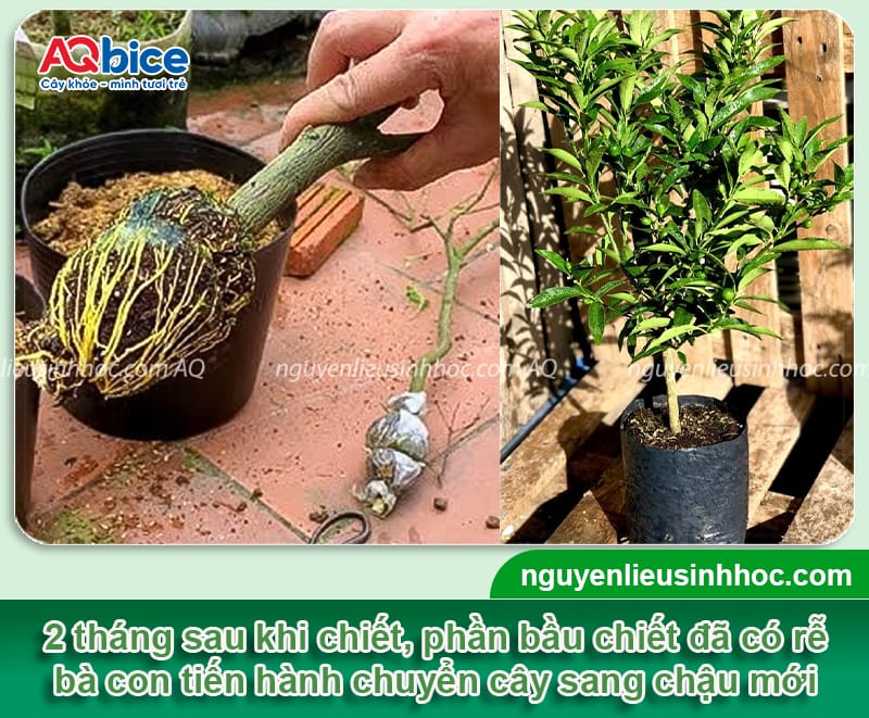 Hướng dẫn cách chiết cây tắc thành công 100%, mau ra trái