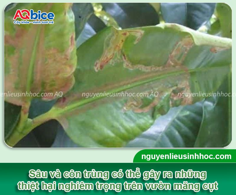 Chăm sóc măng cụt sau thu hoạch giúp cây mau phục hồi 5 Chăm sóc măng cụt sau thu hoạch giúp cây mau phục hồi