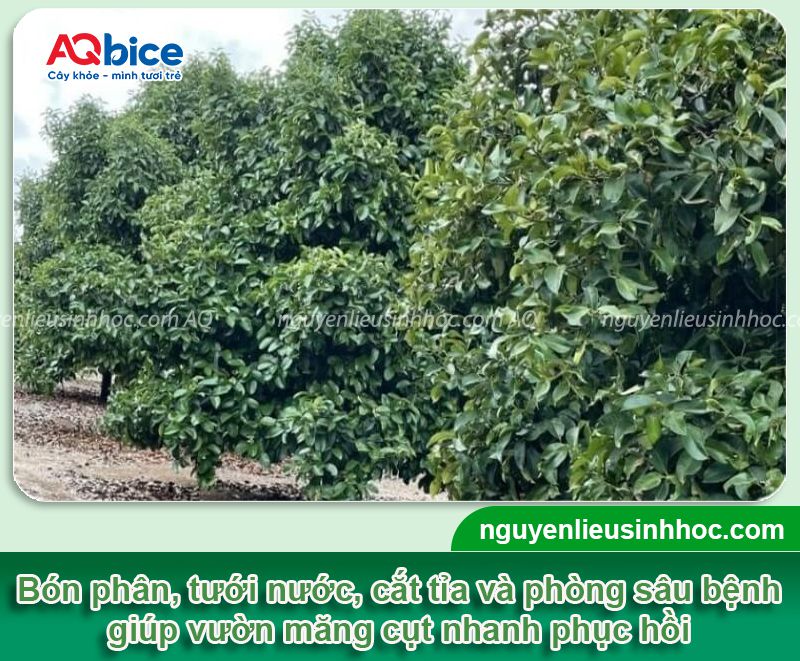 Chăm sóc măng cụt sau thu hoạch giúp cây mau phục hồi 2 Chăm sóc măng cụt sau thu hoạch giúp cây mau phục hồi
