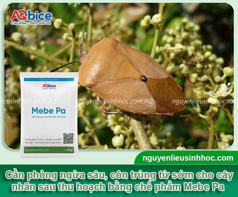 Chăm sóc nhãn sau thu hoạch giúp cây mau phục hồi 6 Chăm sóc nhãn sau thu hoạch giúp cây mau phục hồi