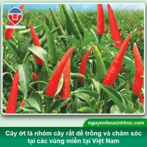 Hướng dẫn trồng và cách chăm sóc cây ớt ra trái trĩu cành