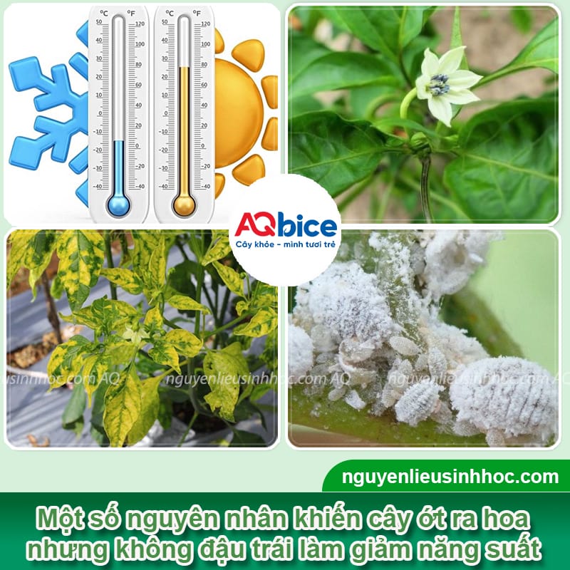 Ớt ra hoa nhưng không đậu quả là do đâu? Cách khắc phục 2 Ớt ra hoa nhưng không đậu quả nguyên nhân là do đâu? Biện pháp khắc phục cho cây ớt ra hoa đồng loạt, chống rụng hoa, tăng tỷ lệ đậu quả, lớn trái.