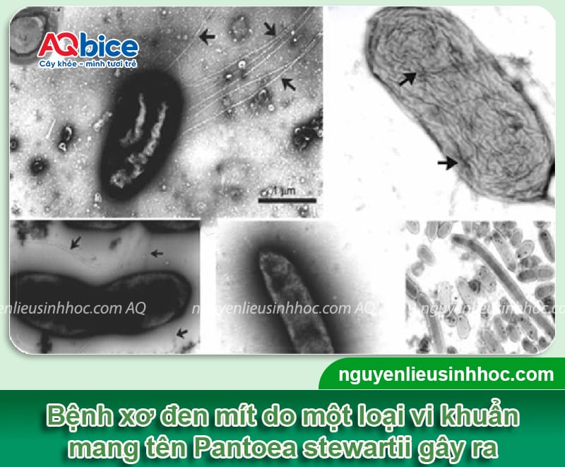 Bệnh xơ đen trên mít: Nguyên nhân và Cách xử lý hiệu quả 2 Bệnh xơ đen trên mít: Nguyên nhân và Cách xử lý hiệu quả